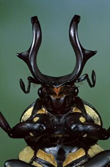 Images Dated 30th January 2014: Flower Beetle - close-up of head