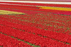 Flower field of tulips, Netherlands, Holland