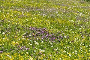 Images Dated 7th June 2012: Flower filled hillside meadow