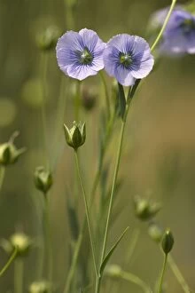 Flower of flax, widespread cultivated plant for seeds and fibres