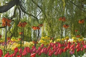 Fritillaria Gallery: Flower Garden - with different kinds of Tulips