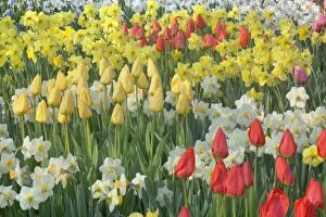 Images Dated 19th April 2011: Flower Garden - with different kinds of Tulips