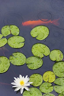 Images Dated 28th October 2011: Flower and gold fish in lily pond in