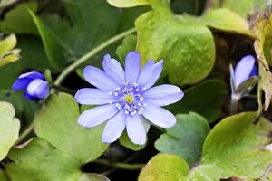 Images Dated 17th February 2009: Flower-head of Hepatica transsilvanica. West Sussex garden in February. UK