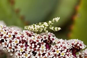 Images Dated 23rd April 2011: Flower Mantid - lying in ambush for insect prey