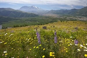 Images Dated 3rd May 2006: Flower Meadows at Coldwater Ridge with Mount St Helens Volcano in the background Mount St Helens