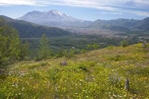Images Dated 3rd May 2006: Flower Meadows on Coldwater Ridge with Mount St Helens Volcano in the background Mount St Helens