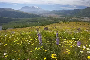 Volcanoe Prints: Flower Meadows at Coldwater Ridge with Mount St Helens Volcano in the background Mount St Helens National Monument