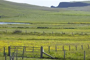 Shetland Island Prints: Flower meadows and Fences, with Sea Cliffs in Background Shetland Mainland, UK LA003196