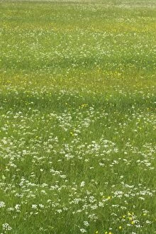 Images Dated 25th June 2012: Flower Meadows - June