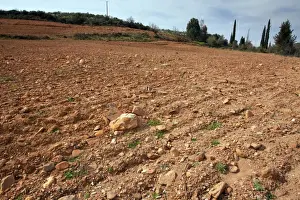 Greek Prints: Flower-rich site - with many endemics - destroyed by ploughing - Mani peninsula - Greece