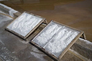 Facility Gallery: Flower of salt drying at Rio Maior saltpans