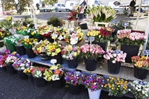 Images Dated 22nd December 2005: Flower Stall - France
