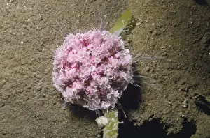 Urchin Prints: Flower Urchin - toxic Papua New Guinea