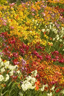 Flowerbed Tulips, Pansies, Stocks Spring