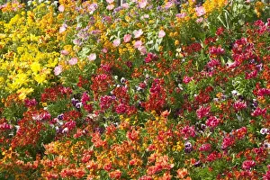 Stock Prints: Flowerbed Tulips, Pansies, Stocks Spring