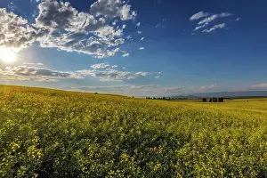Flowering Prints: Flowering canola in the Flathead Valley, Montana, USA Date: 05-07-2021