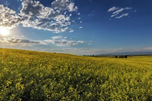 Images Dated 14th August 2021: Flowering canola in the Flathead Valley, Montana, USA Date: 05-07-2021