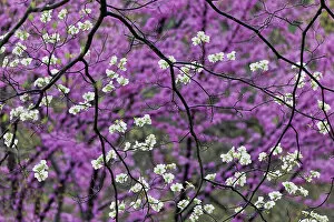Flowering Gallery: Flowering dogwood tree and distant Eastern redbud, Kentucky