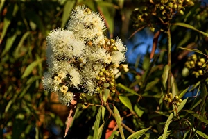 Images Dated 25th November 2008: Flowering eucalypt tree - flowers of a cream coloured blooming eucalypt tree - Victoria, Australia