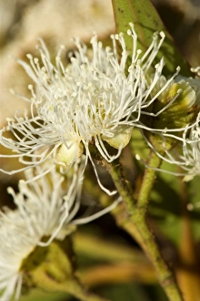 Images Dated 25th November 2008: Flowering eucalypt tree - flowers of a cream coloured blooming eucalypt tree - Victoria, Australia
