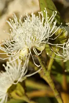 Flowering eucalypt tree - flowers of a cream coloured blooming eucalypt tree - Victoria, Australia