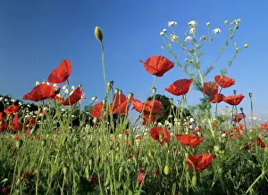 Farm Prints: Flowering field with field poppies and scentless chamomile (Matricaria perforata) (Tripleurospermum inodorum)