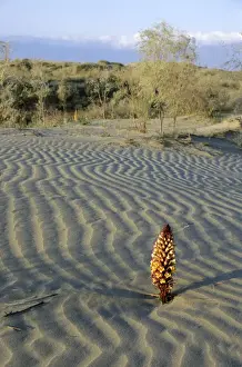 Ripples Prints: Flowering parasitic plant - in sand dunes of Karakum desert - Kopetdag mountains in the haze on background
