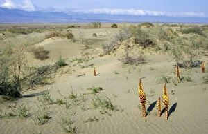 Images Dated 1st March 2010: Flowering parasitic plants - sand dunes of Central Karakum desert - spring - Kopetdag mountains