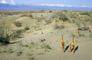 Karakum Prints: Flowering parasitic plants - sand dunes of Central Karakum desert - spring - Kopetdag mountains on horizon