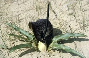 Images Dated 1st March 2010: Flowering plant Eminium Lemona - typical in sand dunes of Central Karakum desert - Turkmenistan