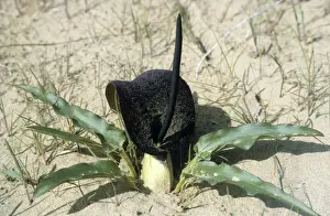 Karakum Prints: Flowering plant Eminium Lemona - typical in sand dunes of Central Karakum desert - Turkmenistan - former CIS - Spring