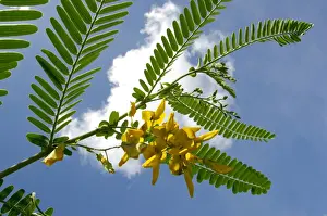 A flowering plant (unidentified) on a river Danum bank, in river Danum conservation area, Sabah, Borneo, Malaysia; June. Ma39. 3360