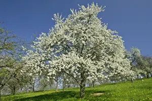 Plum Prints: Flowering Plum tree on fruit tree meadow in early spring Baden-Wuerttemberg, Germany