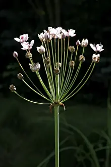 Rushes Prints: Flowering Rush - in flower - Lower Saxony - Germany