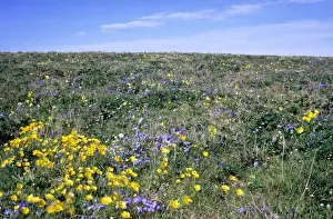 Flowering upland tundra of river Maksimovka valley, a typical scene of a very short climax of flowering of about two weeks. Taimyr peninsula, North of Siberia, Russian Arctic, late summer, July. Di33. 5038
