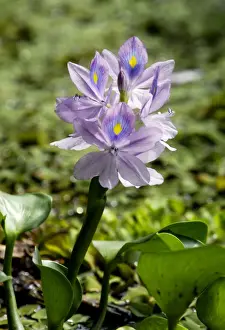 Flowering water-plant (unidentified), typical in oxbow lakes of Kinabatangan river floodplain; Sabah, Borneo, Malaysia; June. Ma39. 3125