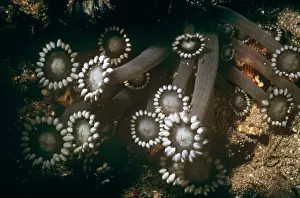 Flowerpot Coral Indo Pacifc