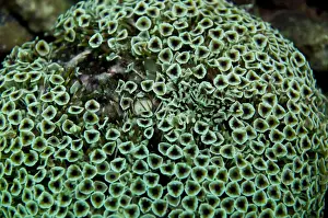 Urchin Prints: Flowerpot Urchin - with small Zebra Crab - Indonesia
