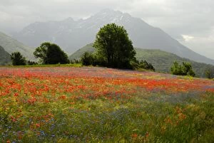 Flowers in alpine meadow - Poppy and Cornflowers