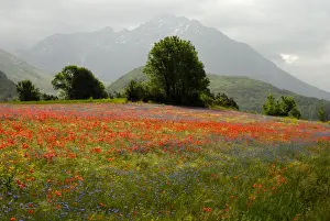 Alps Prints: Flowers in alpine meadow - Poppy and Cornflowers - Provence - France
