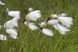 Flowers of cotton grass or Hare's-Tail - blowing in wind