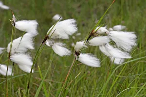 Hares Tail / Cotton Grass
