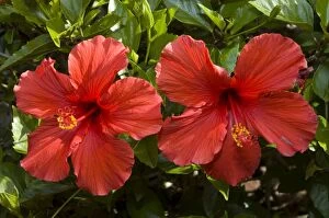 Flowers of cultivated hibiscus - commonly grown in gardens