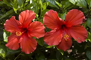 Flowers of cultivated hibiscus commonly grown in gardens. Grahamstown, Eastern Cape, South Africa