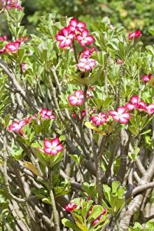 Images Dated 13th December 2008: Flowers of Desert Rose - Mombasa - Kenya