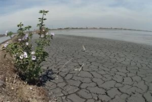 Flowers on Dike through mud lake environmental disaster