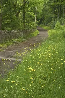 Lane Prints: Flowers on edge of country lane Torrington, Devon, UK LA000362