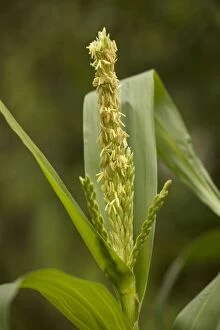 Images Dated 9th July 2006: Flowers of maize, ancient central american crop