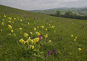 Images Dated 30th April 2005: Flowers in a meadow